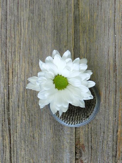 MERAKI WHITE DAISY POMPS